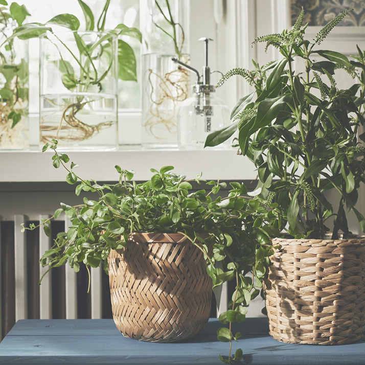 SESAMFRÖN plant mister clear glass - IKEA